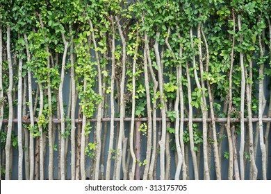 Shrubbery Wall Around House