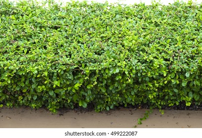 Shrubbery Wall Around The House