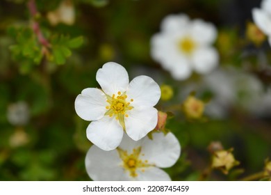 Shrubby Cinquefoil Abbotswood Latin Name Potentilla Stock Photo ...