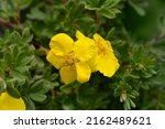 Shrubby cinquefoil Goldstar flower - Latin name - Dasiphora fruticosa Goldstar