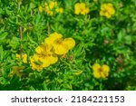 Shrubby cinquefoil Goldstar flower - Latin name - Dasiphora fruticosa Goldstar.