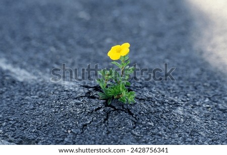 Similar – Image, Stock Photo Through the flower