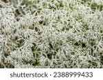 Shrubby cup lichen or green reindeer lichen - 