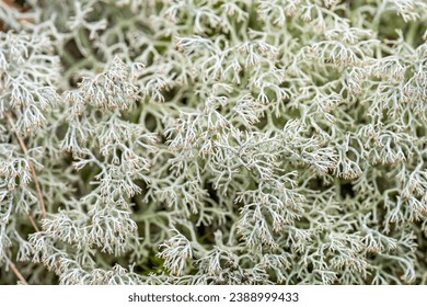 Shrubby cup lichen or green reindeer lichen - 