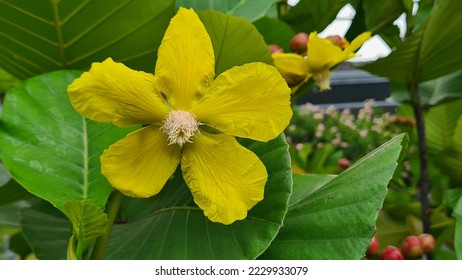 Shrubby Sempur air, Dillenia suffruticosa, blooming in the frontyard garden - Shutterstock ID 2229933079