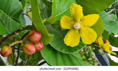 Shrubby Sempur air, Dillenia suffruticosa, blooming in the frontyard garden - Shutterstock ID 2229933081