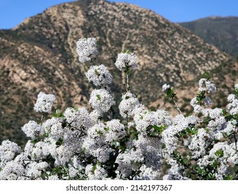 Shrubs with clusters of small white flowers seen against the San Ynez mountains in Montecito CA. The shrub is named bigpod ceanothus 