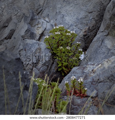 shrubs going amongst the rocks