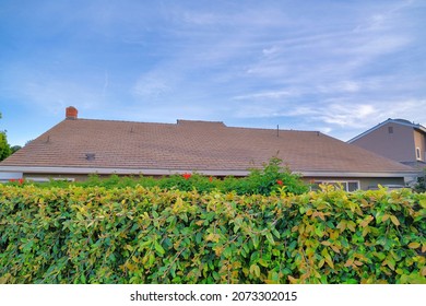 Shrubs Outside A House At Southern California Against The Clear Blue Sky