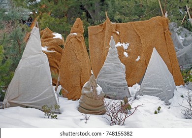 Shrubs Protection From Frost In Winter Garden.