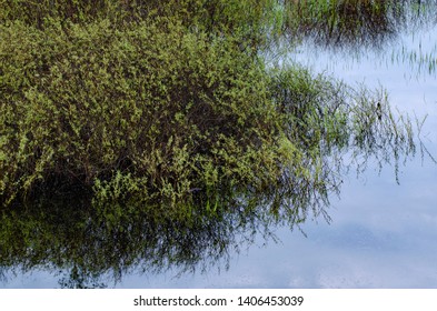 Shrubs Sport Emering Spring Foliage In A Flooded Wetland Alongside The Portage River In Jackson County, Michigan