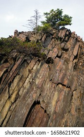 Shrubs And Trees Growing Atop A Flat Rock Face With Exposed Geological Layers.