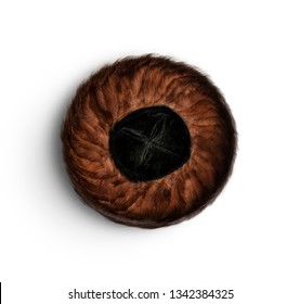 Shtreimel- Hasidic Fur Hat -  Top View Isolated