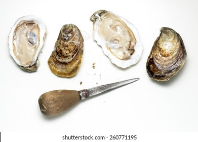 Shucked Oysters