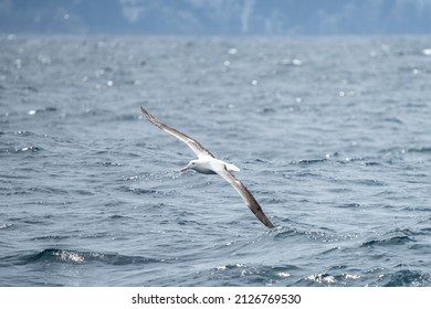 Shy Albatross flying over the water in tasmania, Australia. 