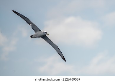 Shy Albatross flying over the water in tasmania, Australia. 