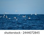 shy albatross and other sea birds feeding and flying over the ocean at the  south west cape in tasmania 