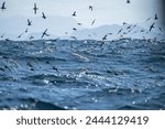 shy albatross and other sea birds feeding and flying over the ocean at the  south west cape in tasmania 