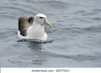 Shy Albatross In Water.