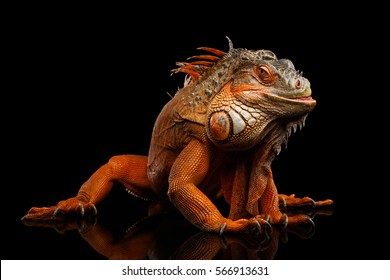Shy animal  Orange green iguana reptile isolated black background and reflection