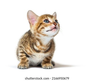 Shy Bengal Cat Kitten Looking Up, Six Weeks Old, Isolated On White