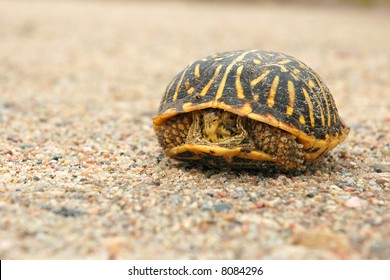 Shy Box Turtle Peeks Out From Shell