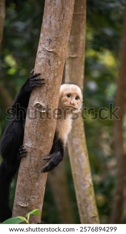 A shy capuchin monkey hugging a tree