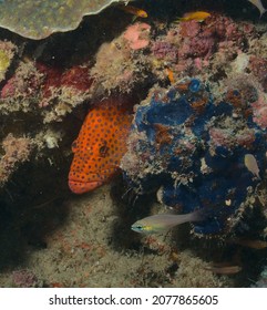 shy colourful coral grouper peeking hiding and peeking out from crevice in coral reef, watamu, kenya