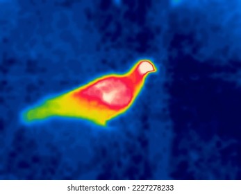 Shy dove (shrinking violet), heavenly creature. Modified Image from thermal imager device - Shutterstock ID 2227278233