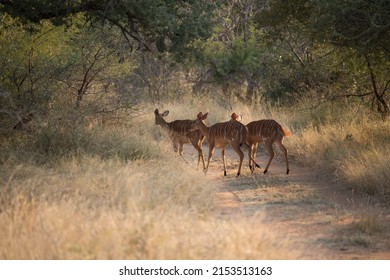 A shy group of female nyala antelopes cross the dusty road with their backs towards us. Walking through the savanna grasses to bask in the last warm rays of the African sun setting. 