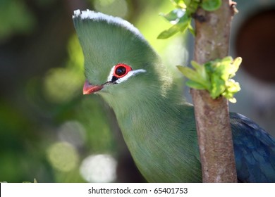 A Shy Knysna Loerie Bird In The Dappled Sunlight Of The Forest