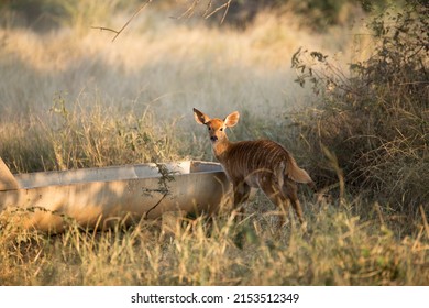 A shy little nyala fawn is standing on its own near a watering hole. Watching carefully as he stands still in the savanna grass. basking in the last warm rays of the African sun setting. 
