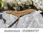 Shy Lizard on the hunt for insects on a hot volcano rock warming up in the sun as hematocryal animal in macro view and close-up to see the scaled skin details of little saurian needs to shed or molt