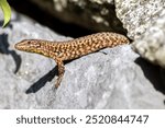 Shy Lizard on the hunt for insects on a hot volcano rock warming up in the sun as hematocryal animal in macro view and close-up to see the scaled skin details of little saurian needs to shed or molt