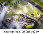 Shy Lizard on the hunt for insects on a hot volcano rock warming up in the sun as hematocryal animal in macro view and close-up to see the scaled skin details of little saurian needs to shed or molt