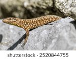 Shy Lizard on the hunt for insects on a hot volcano rock warming up in the sun as hematocryal animal in macro view and close-up to see the scaled skin details of little saurian needs to shed or molt