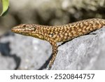 Shy Lizard on the hunt for insects on a hot volcano rock warming up in the sun as hematocryal animal in macro view and close-up to see the scaled skin details of little saurian needs to shed or molt