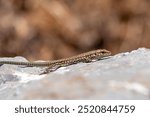 Shy Lizard on the hunt for insects on a hot volcano rock warming up in the sun as hematocryal animal in macro view and close-up to see the scaled skin details of little saurian needs to shed or molt