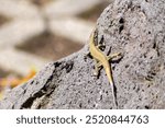 Shy Lizard on the hunt for insects on a hot volcano rock warming up in the sun as hematocryal animal in macro view and close-up to see the scaled skin details of little saurian needs to shed or molt