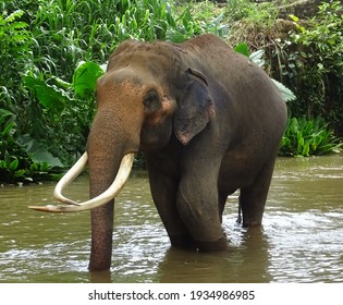 A shy looking elephant taking a bath.