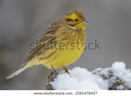 Image, Stock Photo male yellowhammer standing on low shrubs