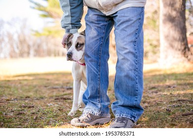 A shy mixed breed dog hiding behind a person with a nervous expression on its face