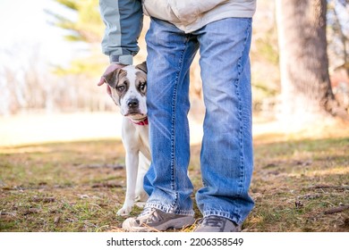 A Shy Mixed Breed Dog Hiding Behind A Person With A Nervous Expression On Its Face