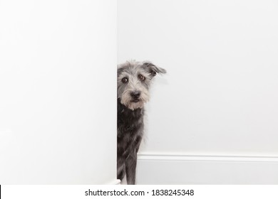 Shy mixed breed pet dog peeking around the corner in a hallway at a new home with room for text in blank white walls