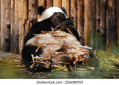 Shy Panda Covers Its Eyes When Caught Eating Too Much Bamboo