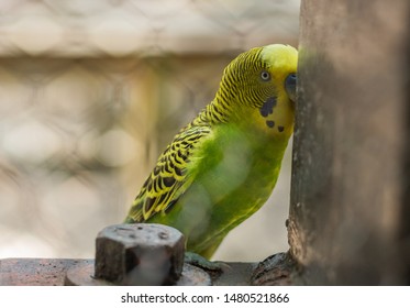 Shy Parrot Posing At The Fort Worth Zoo