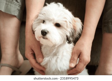 Shy puppy sitting between legs and arms of pet owner. Small timid fluffy white puppy dog seeking protection or shelter by woman.16 weeks old female Havanese puppy dog, white orange. Selective focus. - Powered by Shutterstock