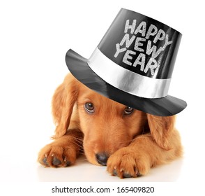 Shy Puppy Wearing A Happy New Year Top Hat.