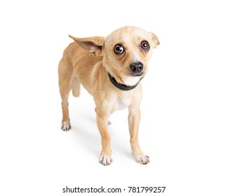 Shy And Scared Chihuahua Dog. Image Taken At An Animal Rescue With White Studio Background