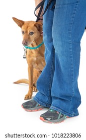 A Shy And Scared Rescue Dog Hiding Behind The Legs Of A Volunteer Worker